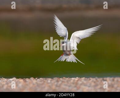 Seeschwalbe (Sterna hirundo), Erwachsenenlandungen, Niederlande, Texel Stockfoto