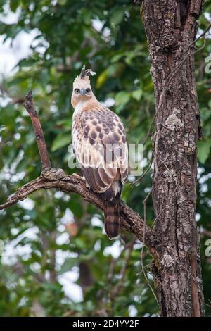 Haubenfalkenadler, wechselbarer Falkenadler, Marsh-Falkenadler, indischer Haubenfalkenadler (Spizaetus cirrhatus, Nisaetus cirrhatus, Nisaetus cirrhatus Stockfoto