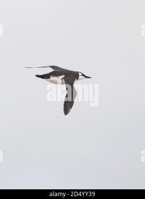 Guillemot (Uria aalge, Uria aalge aalge), im Flug, Schweden Stockfoto