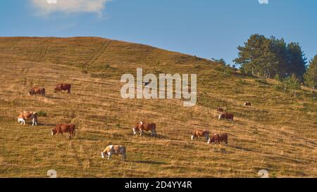 Die Herde der Kühe weidet auf dem Weidehang, der wunderschönen Landschaft der Region Zlatibor im Südwesten Serbiens. Stockfoto