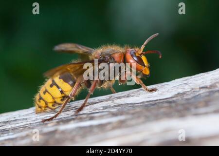 hornet, braune Hornisse, Europäische Hornisse (Vespa crabro), sitzt auf Totholz, Deutschland Stockfoto