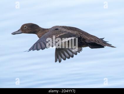 Braunes Teal (Anas chlorotis), Erwachsener, der über einen See fliegt, Neuseeland, Nordinsel, Tawharanui Regional Park Stockfoto