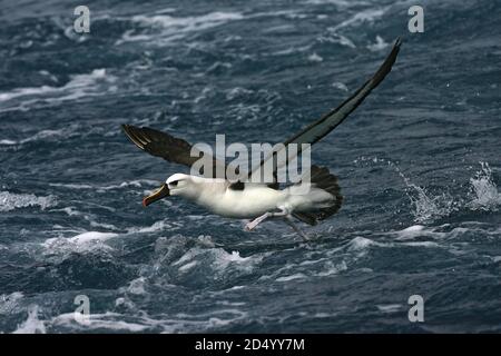 Atlantischer Gelbnasenalbatros (Thalassarche chlororhynchos), der tief über den südlichen Atlantik fliegt und von der Oberfläche abfliegt, Tristan da Cunha Stockfoto