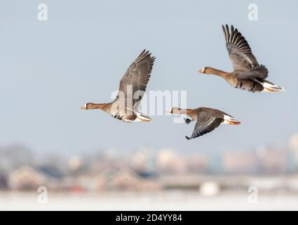 Weißstirngans (Anser albifrons, Anser albifrons albifrons), drei Vögel im Flug über schneebedeckte Landschaft, Niederlande Stockfoto