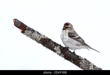 arktischer Rotaugen, Hory-Rotaugen (Carduelis hornemanni exilipes, Acanthis hornemanni exilipes), an einem Ast, Finnland, Kaamanen Stockfoto