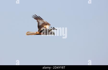 WESTERN Marsh Harrier (Circus aeruginosus), zweites Kalenderjahr Männchen im Flug, Dänemark Stockfoto