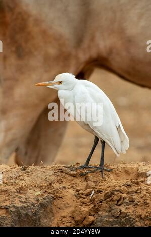 Ostrinder-Reiher (Bubulcus coromandus), auf einem niedrigen Deich im ländlichen Feld stehend mit einer heiligen Kuh im Hintergrund, Indien Stockfoto