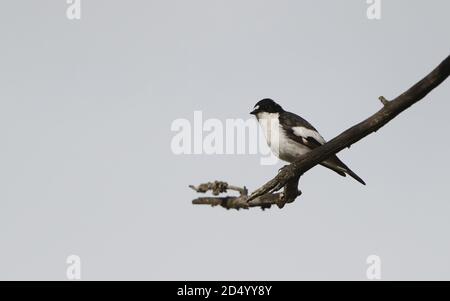 Iberischer Tierfischer (Ficedula hypoleuca iberiae, Ficedula iberiae), Männchen im Zuchtgefieder auf einem Ast, Spanien, Castilla y Leon Stockfoto