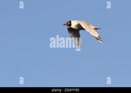 Reliktmöwe (Ichthyaetus relictus, Larus relictus), im Flug erwachsen, Mongolei Stockfoto