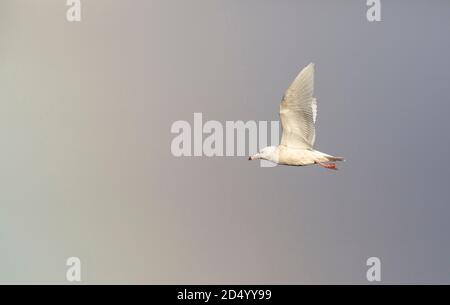 Wassermöwe (Larus hyperboreus), zweites Kalenderjahr Wassermöwe im Flug unter Flügel, USA, Alaska, Barrow, Stockfoto