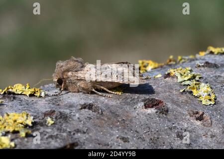 Rustikal (Luperina testacea), sitzend auf Flechten Rinde, Seitenansicht, Frankreich, Bretagne, Côtes-d’Armor, Erquy Stockfoto