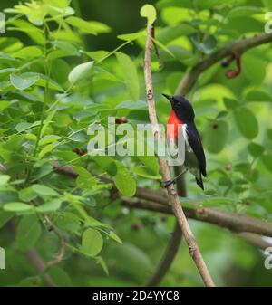 Schwarzer Blütenpecker (Dicaeum celebicum), auf einem kleinen Zweig in tropischen Wäldern, Indonesien, Sulawesi, Wakatobi Regency thront Stockfoto