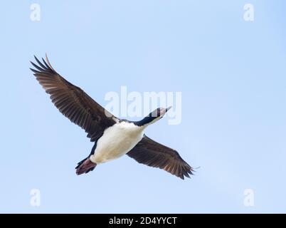 Auckland Shag, Auckland Islands Shag (Leucocarbo colensoi, Phalacrocorax colensoi), im Flug, Neuseeland, Auckland Islands, Enderby Island Stockfoto