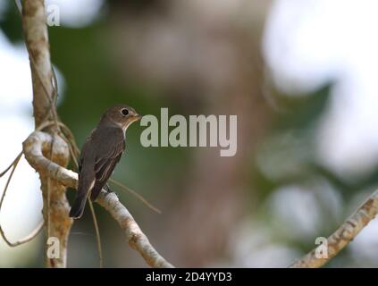 Brauner Fliegenfänger (Muscicapa dauurica), auf einem Ast sitzend, über Schulter blickend, Vietnam, Katze Tien Stockfoto