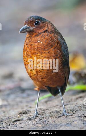 Riesenantpitta (Grallaria gigantea), stehend auf Waldboden, Ecuador, Paz de las Aves Vogelschutzgebiet, Mindo Stockfoto