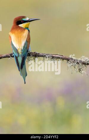 Europäischer Bienenfresser (Merops apiaster), auf einem Zweig, Spanien Stockfoto