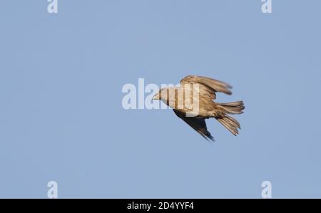 Papageienkreuzschnabel (Loxia pytyopsittacus), Weibchen im Flug, Drehen in der Luft, Dänemark Stockfoto