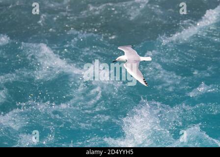 Bullermöwe (Larus bulleri, Chroicocephalus bulleri), die tief über einem schnell fließenden, blau gefärbten Fluss in Neuseeland fliegt Stockfoto