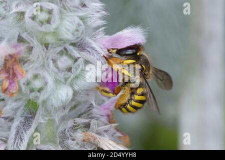 Wollbiene (Anthidium manicatum, Anthidium maculatum), Weibchen am wolligen Lammohr (Stachys byzantina), Deutschland Stockfoto