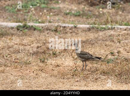 Kleiner Curlew (Numenius minutus), ruhend auf Tanimbar während Herbstzug, Indonesien, Bandasee, Tanimbar Stockfoto