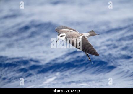 Weißgesicht Sturmsturmsturmvogel (Pelagodroma Marina), fliegen über den Atlantik, Madeira, vor der Küste Stockfoto