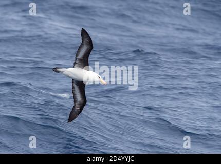 Campbell Albatross, Campbell mollymawk (Thalassarche impavida), im Flug über dem Südpazifik, Neuseeland, den Auckland Inseln Stockfoto