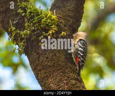 Fulvous-breasted Specht (Dendrocopos macei, Dendrocopos macei macei), Trommeln auf dem Stamm eines Baumes, Indien Stockfoto