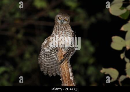 Southern Boobook, Southern Boobook Eule (Ninox boobook rotiensis, Ninox rotiensis), in einem Baum thront, Indonesien, Lesser Sundas, Roti Insel Stockfoto