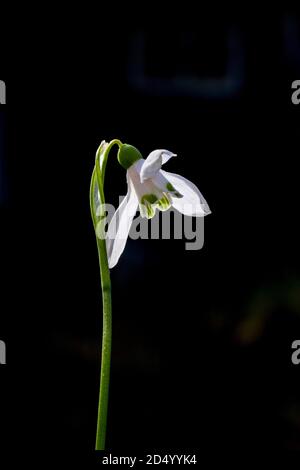 Woronows Schneeglöckchen (Galanthus woronowii), Blume vor schwarzem Hintergrund, Niederlande Stockfoto