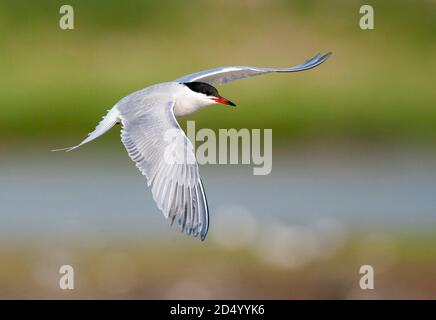 Seeschwalbe (Sterna hirundo), Erwachsene im Flug, Niederlande, Texel Stockfoto