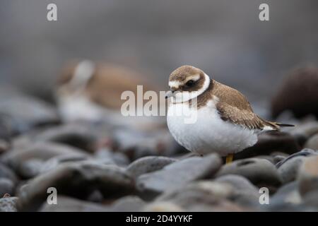 Ringelpfeifer (Charadrius hiaticula), Erwachsene Winterhochzeit, Madeira, Madeira Stockfoto