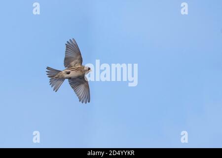 Rotzopf, Rotzopf (Carduelis flammea, Acanthis flammea), im Flug, Dänemark Stockfoto