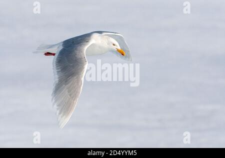 Wassermöwe (Larus hyperboreus), Erwachsener im Sommergefieder, fliegt über dem Drifteis, Norwegen, Spitzbergen Stockfoto