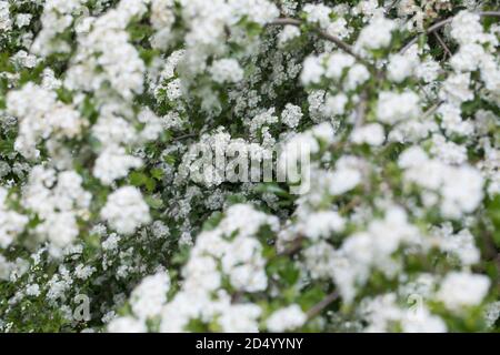 gemeinsamen Weißdorn, Singleseed Weißdorn, englische Weißdorn (Crataegus Monogyna), blühen, Deutschland Stockfoto