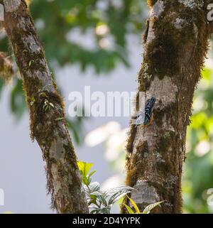 Schöne Nuthatch (Sitta formosa), auf einem Moos bedeckten Baum zu Nahrungssuche, nach unten, Indien, Himalaya Stockfoto