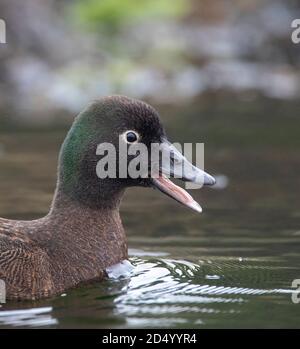 Campbell teal, Campbell Island teal (Anas nesiotis), Portrait, Calling, Australien, Tasmanien, Macquarie Island, Campbell Islands Stockfoto