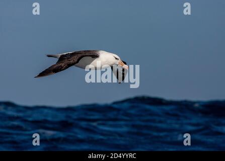 Schwarzbrauenalbatros (Thalassarche melanophris, Diomedea melanophris), Erwachsener, der tief über dem südlichen atlantik fliegt, Suedatlantik Stockfoto