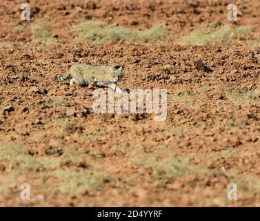 Sandkatze (Felis margarita), Wandern durch die Wüste, Indien, Desert National Park Stockfoto
