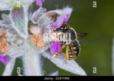 Wollbiene (Anthidium manicatum, Anthidium maculatum), Weibchen am wolligen Lammohr (Stachys byzantina), Deutschland Stockfoto