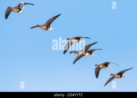 Weißfrontgans (Anser albifrons, Anser albifrons albifrons), Linie der Großfrontgänse im Flug, Niederlande Stockfoto