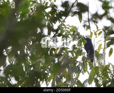 banggai Krähe (Corvus unicolor), thront in einem Baum, vom Aussterben bedroht, Indonesien, Sulawesi, Peleng Island Stockfoto