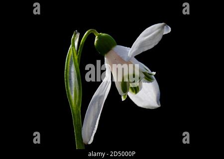 Woronows Schneeglöckchen (Galanthus woronowii), Blume vor schwarzem Hintergrund, Niederlande Stockfoto