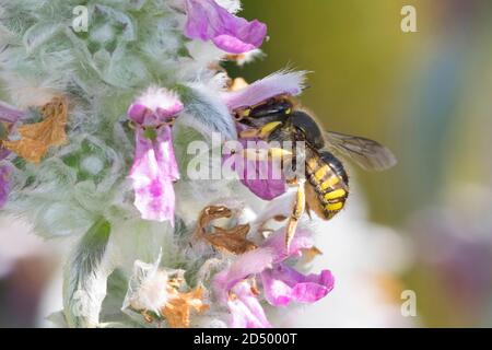 Wollbiene (Anthidium manicatum, Anthidium maculatum), Weibchen am wolligen Lammohr (Stachys byzantina), Deutschland Stockfoto