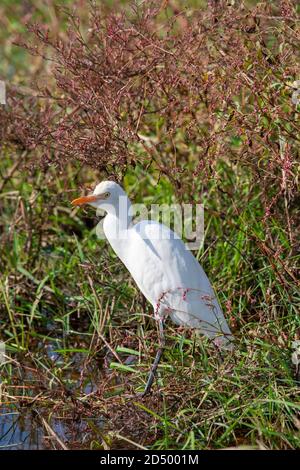 Ostrinder-Reiher (Bubulcus coromandus), am Rande eines Sumpfes stehend, Indien Stockfoto