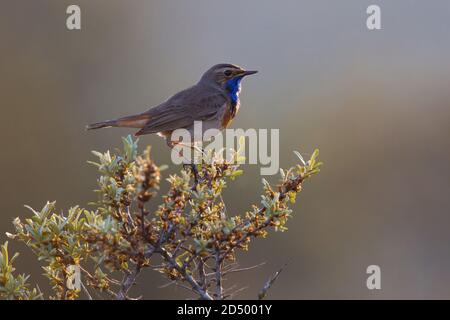 Weißfleckige Bluethroat (Luscinia svecica cyanecula, Cyanecula svecica cyanecula), Männchen auf einem Busch, Niederlande Stockfoto