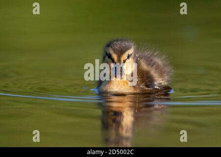 mallard (Anas platyrhynchos), Badeente, Vorderansicht, Niederlande Stockfoto