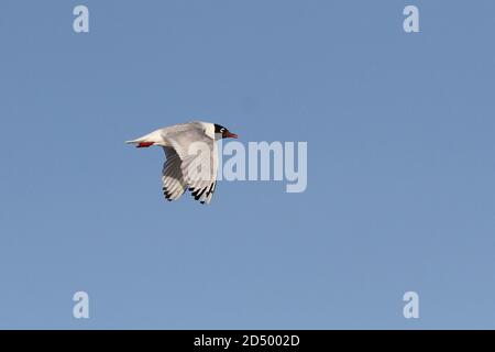 Reliktmöwe (Ichthyaetus relictus, Larus relictus), im Flug erwachsen, Mongolei Stockfoto