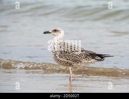 Gelbbeiner Möwe (Larus michahellis, Larus cachinnans michahellis), erstes Kalenderjahr am Strand stehend, Spanien, Chipiona Stockfoto