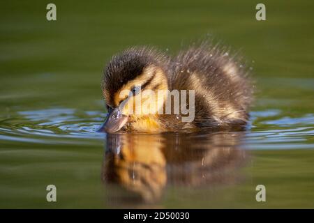 mallard (Anas platyrhynchos), Entlein schwimmt und Futter auf der Wasseroberfläche, Niederlande Stockfoto