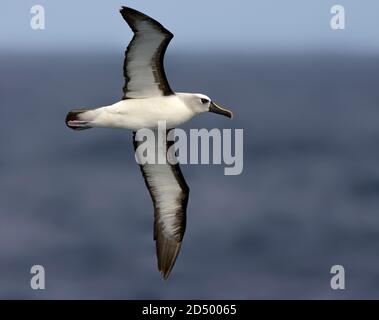 Atlantischer Gelbnasenalbatros (Thalassarche chlororhynchos), Erwachsener im Flug, zeigt unter Flügelmuster, Tristan da Cunha Stockfoto